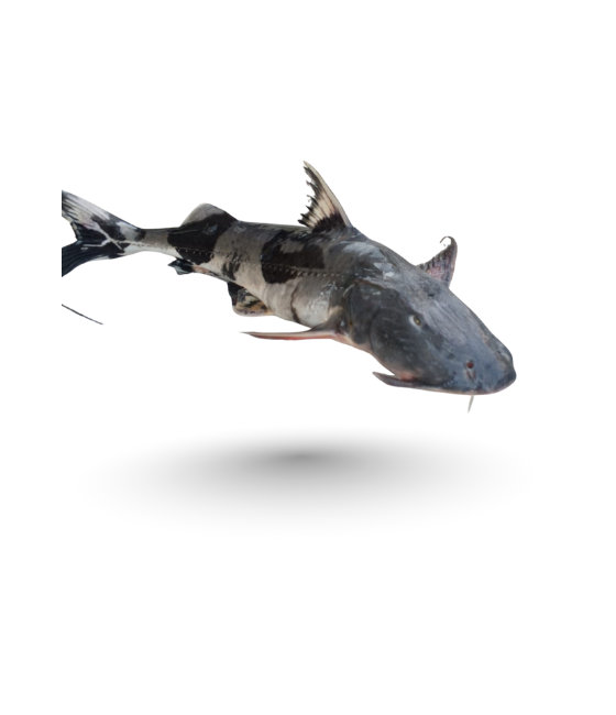 Daryai Khaga Fish