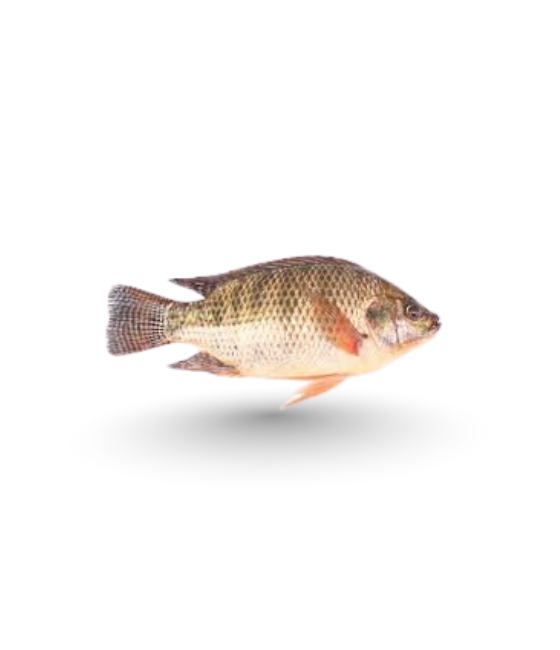Chira Fish