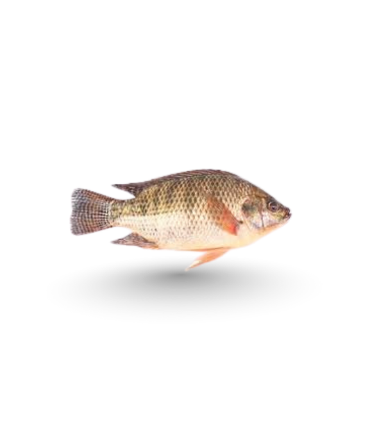 Chira Fish