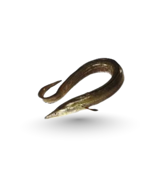 Baam Fish