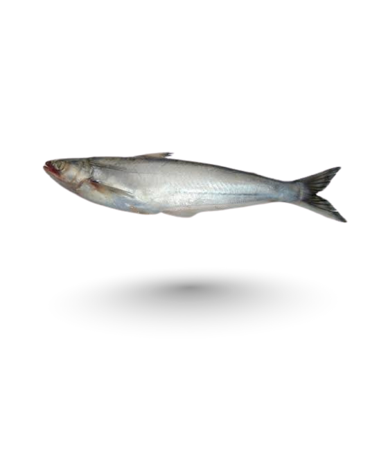 Daryai Bachwa Fish