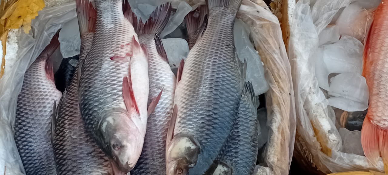 Fish on ice in a market setting