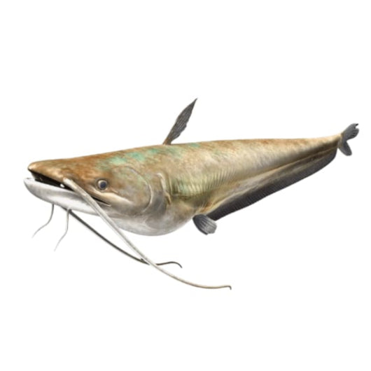 Daryai Mali Fish (River Mullet)