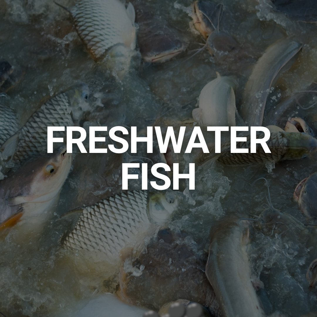 FRESHWATER FISH