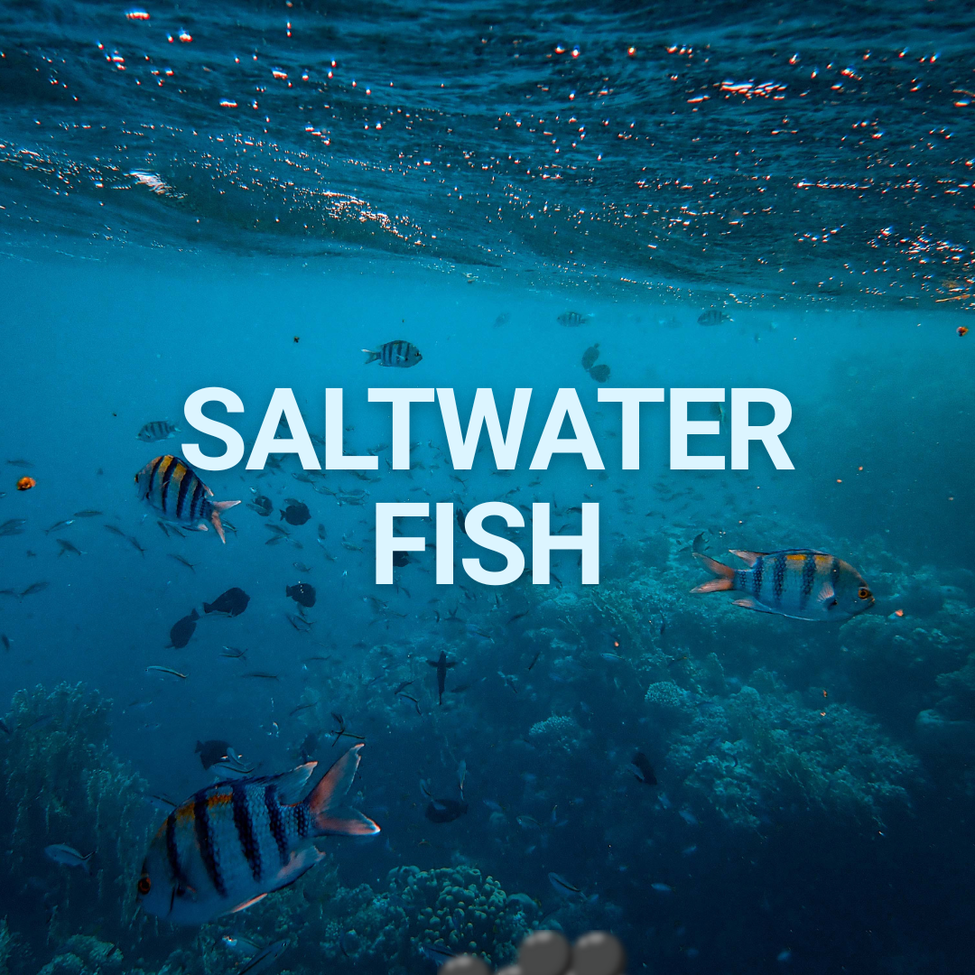 SALTWATER FISH