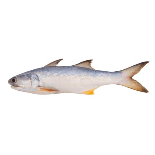 Salmon (Rawans)