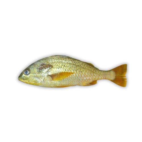 Javelin Grunter (Dhotar)