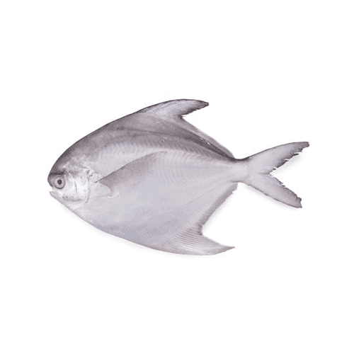 White Pomfret (Safaid Paplet)