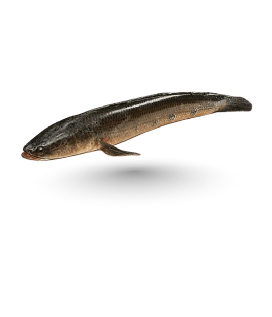 Snakehead (Sole)