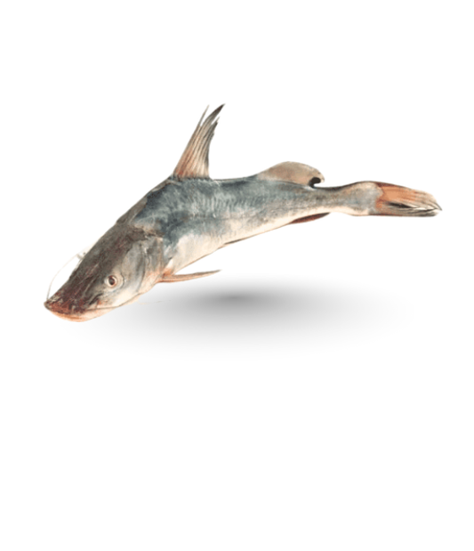 Cat Fish (Singhari)