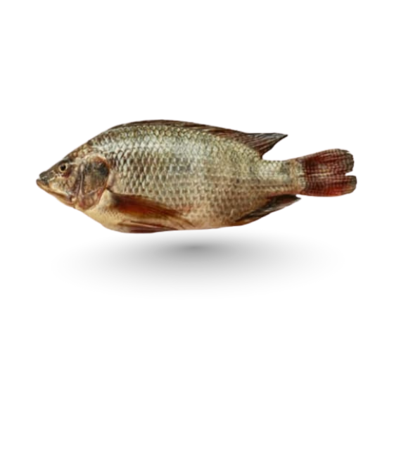 Tilapia (Daiyya)