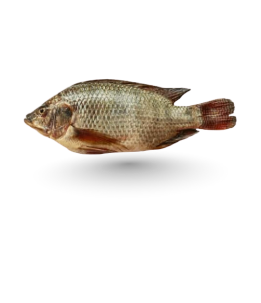 Tilapia (Daiyya)