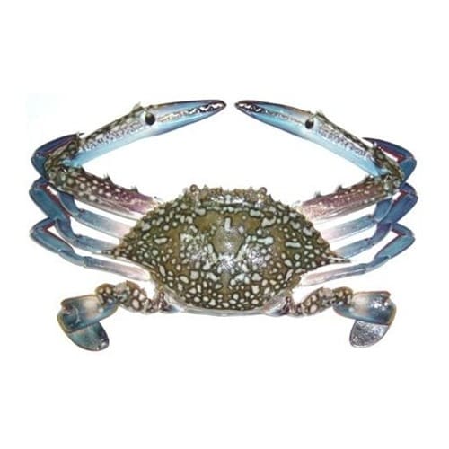 Blue Swimmer Crabs