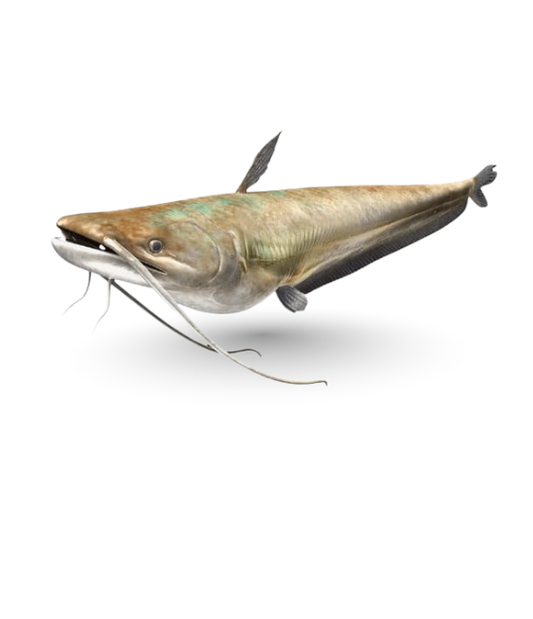 Wallago (Malli)
