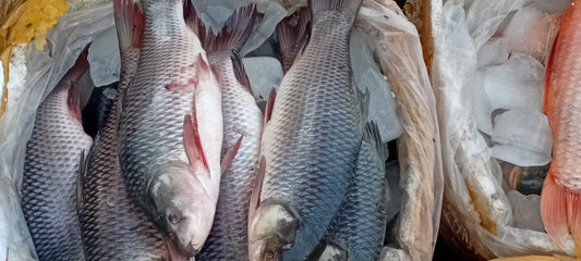 Fish on ice in a market setting